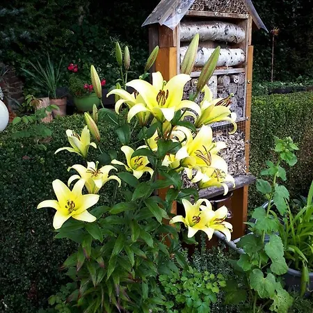 Lejlighed Huegelhaus Plütscheid